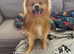 Pomeranian male