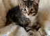 Meet the Shelby Kittens *ONLY 2 LEFT*