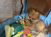 3 month Pomeranian