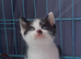 Rag doll cross domestic kittens