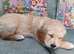 LLanfynydd pups for sale
