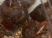 Lf old English game chicks
