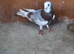 Male Birmingham roller