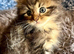 Maine Coon Kittens