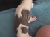 Puppies