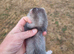 Silver mitt dark nose silver jill
