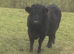 Farm animal rescue
