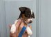 Jack Russell puppy’s for sale