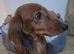 Long haired Miniature dachshund long