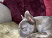 Frenchie for sale
