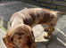 Girl dachshund puppies for sale