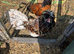 Polish Cockerel
