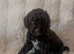 Rare chocolate cavapoos