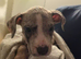 Last female Staffy x American bulldog