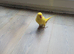 Yellow fully tame talking parrots