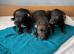 Pocket bulls reduced!