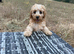 Miniature F1b labradoodle health tested
