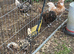 Padovana Polish & Silkie X Chicks