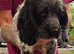 Sproker puppies for sale