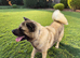 Proven Male Akita – Excellent Stud Opportunity