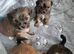 Lhasa Apso puppies