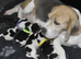 Beautiful beagle puppies