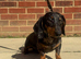 Amazing black/tan dapple boy