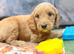 READY TODAY!!!! Gorgeous litter of 11 mini Goldendoodles