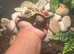 Female tortoise