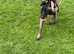 Dog 8 months old