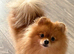 Rkc Pomeranian Puppy for sale