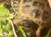 2 x Hermann Tortoises and set up