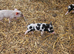 Full breed kunekune piglets