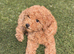 Kc registered red toy poodle