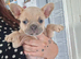 French bulldog pups