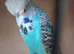 Breading pair.budgies