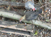 Pair of Modern Game Bantams