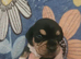6 mixed puppies for sale