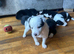 Border collie pups