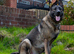 ** Elite Working GSDs &ndash; KC Reg, Health Tested **