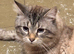 x1 Adult Male Indoor Cat for Rehoming