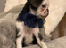 Beautiful pug puppy girl ready to leave now !