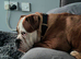 Winnie 2 year old older English bulldog