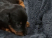 4 dashounds cross jack Russel puppies