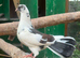 English garden fantail pigeons