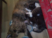 Beautiful kittens