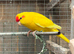 Stunning Kakarikis