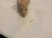 5 females  6-7 weeks old