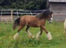 Stunning bay filly