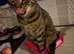 Beautiful cat